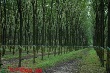 Đề xuất với Chính phủ cơ chế chính sách phù hợp